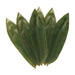 Sakura Jirushi Bamboo Leaves 100 Leaves UAE