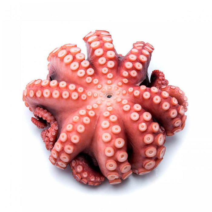 GGFT Octopus Boiled, China - 1KG — additional view | Addtocart Dubai UAE